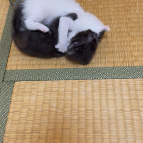 大変続き^ ^猫猫猫　その2の画像