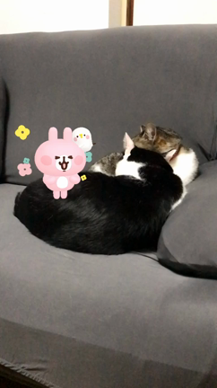 カナヘイARと一緒にの記事動画