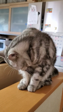 健康な猫の証拠の記事動画