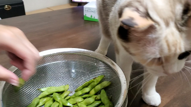 枝豆好きな猫の記事動画