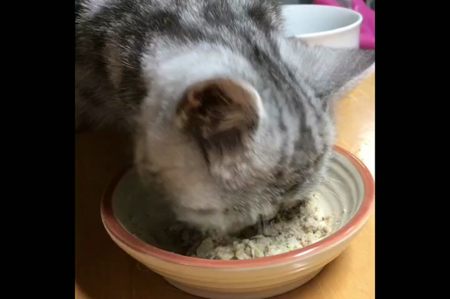 手作りごはんを食べるペルシャとエキゾの記事動画