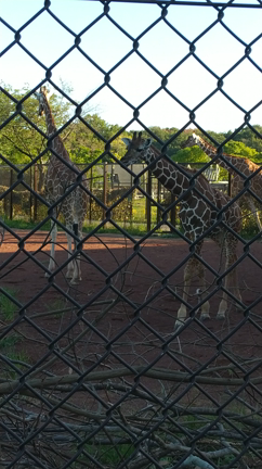 ナイトZOOの記事動画