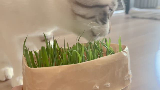丸太町パクチー　@京都の記事動画