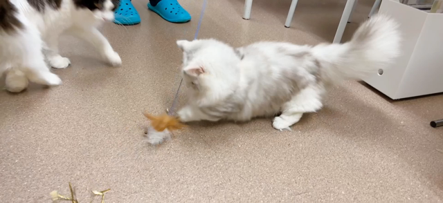 研修生さんと遊ぶ子猫ズ。の記事動画
