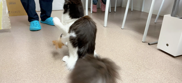 研修生さんと遊ぶ子猫ズ。の記事動画