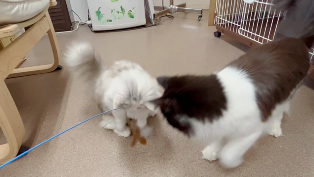 (昨日)モカちゃんお誕生日おめでとう&子猫ずの記事動画