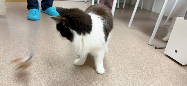 研修生さんと遊ぶ子猫ズ。の記事動画
