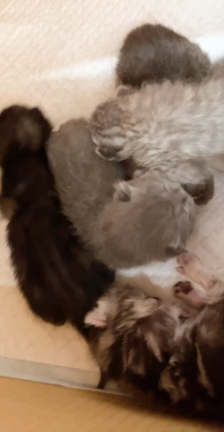そして4兄妹〜の記事動画