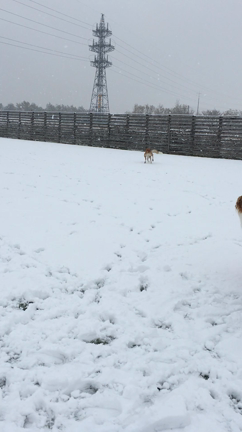 23w1d  雪だよー♡クリスマスの用意♡の記事動画