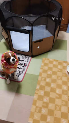 そら君  よ・し？の記事動画