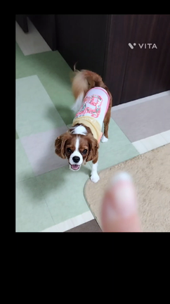 ナイスキャッチ そら君の記事動画
