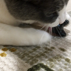 おーちゃん     メロメロ(*´∀`)♪の画像