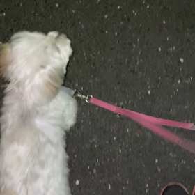 夜散歩の画像