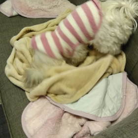 静電気犬〜の画像