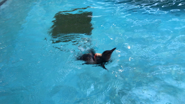 ペンギン好きのための！長崎ペンギン水族館！の記事動画