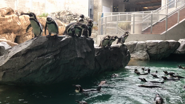 ペンギン好きのための！長崎ペンギン水族館！の記事動画