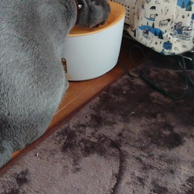 猫用水飲みの画像