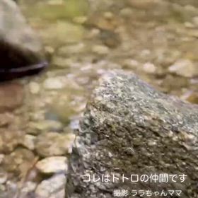 森の妖精ふくちゃんの画  像