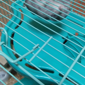 我が子の特技？！の画像