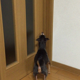 ごはんだ〜！の画像