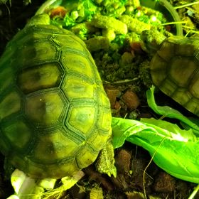 ベルセオレガメのエサ食いスイッチの画像