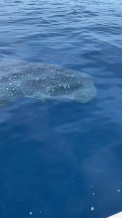 釣果情報と。。の記事動画