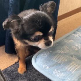 うちのわんこ　ひなちゃんの我儘の画像