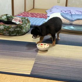 ”イベントのお知らせ”のリブログ　うちのわんこ　ひなちゃんの画像