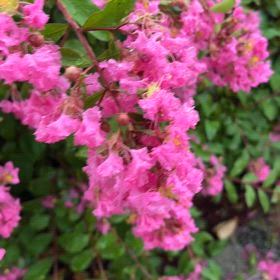 夏の暑さに負けない生命力ある花　百日紅　勇気もらえるなあーの画像
