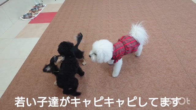 4月2日『いぬのようちえん』の記事動画