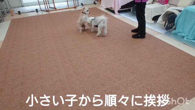 3月25日『いぬのようちえん』の記事動画