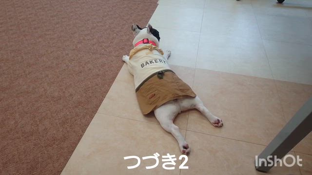 4月2日『いぬのようちえん』の記事動画