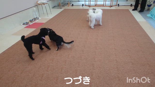 4月2日『いぬのようちえん』の記事動画