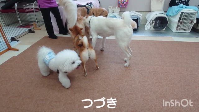 3月25日『いぬのようちえん』の記事動画