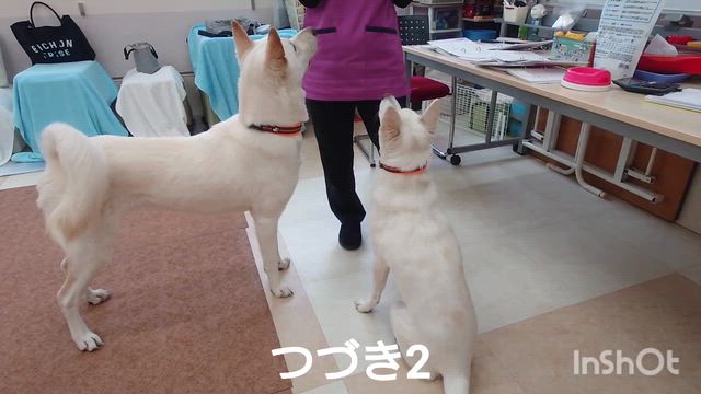 3月25日『いぬのようちえん』の記事動画