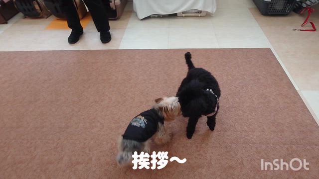 5月21日『いぬのようちえん』の記事動画