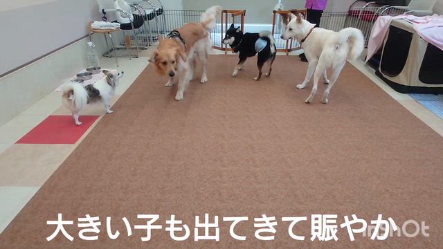 4月8日『いぬのようちえん』の記事動画