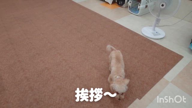 7月29日『いぬのようちえん』の記事動画