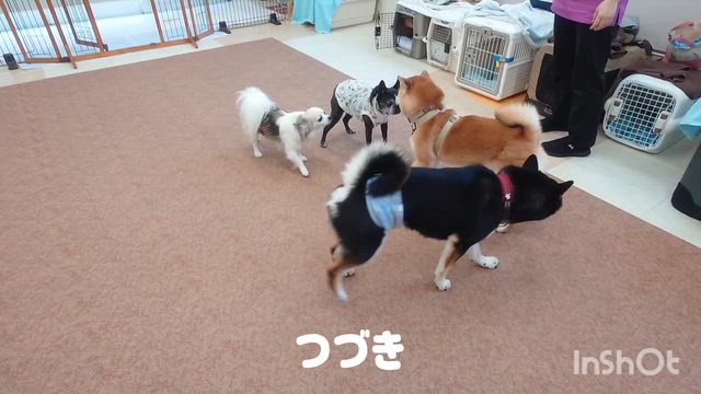 6月10日『いぬのようちえん』の記事動画