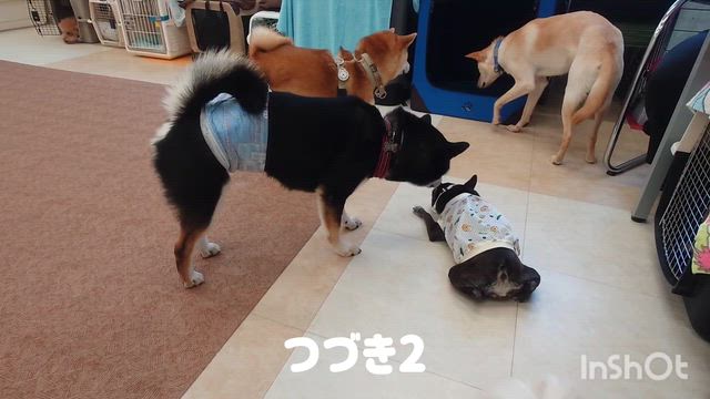 6月10日『いぬのようちえん』の記事動画