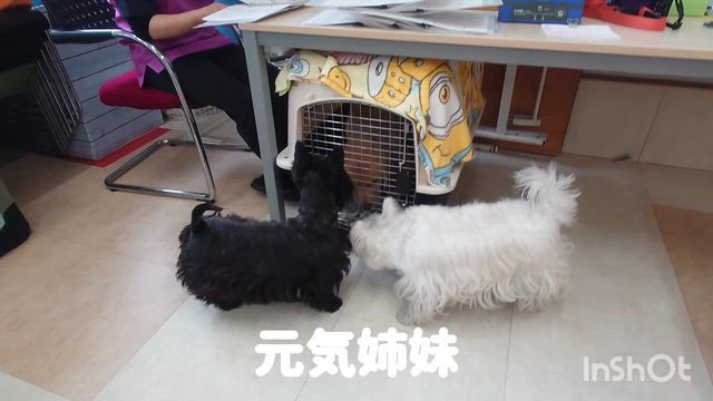 6月17日『いぬのようちえん』の記事動画