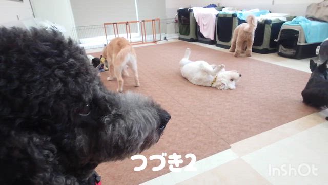 6月17日『いぬのようちえん』の記事動画