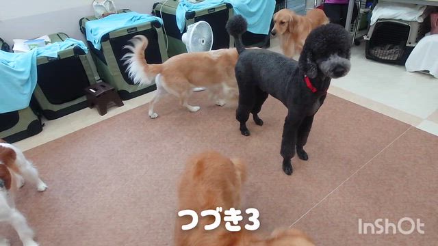 9月16日『いぬのようちえん』2の記事動画