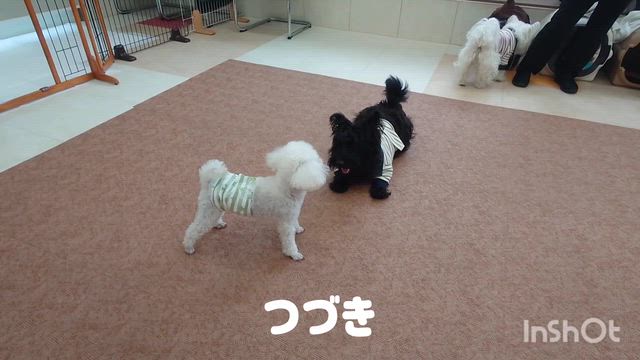5月6日『いぬのようちえん』の記事動画