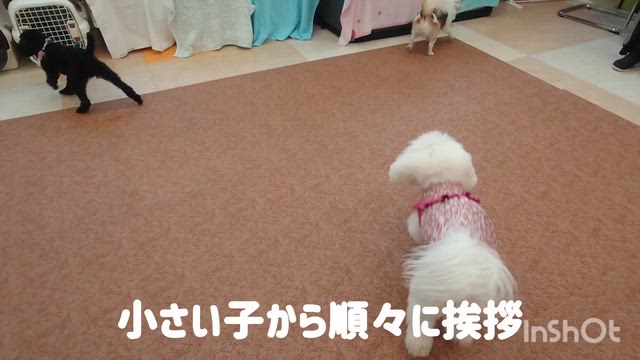 5月13日『いぬのようちえん』の記事動画