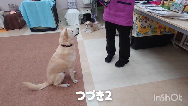 7月23日『いぬのようちえん』の記事動画