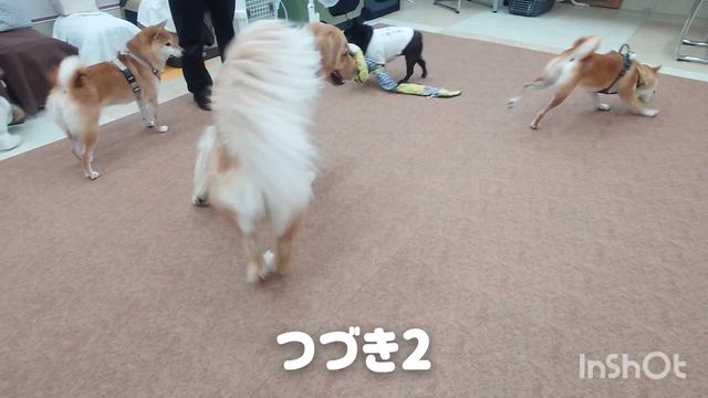 9月9日『いぬのようちえん』の記事動画