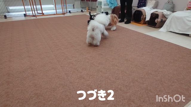 5月21日『いぬのようちえん』の記事動画