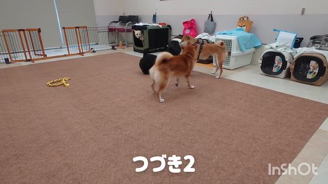 7月22日『いぬのようちえん』の記事動画