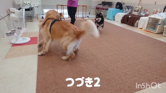 5月13日『いぬのようちえん』の記事動画
